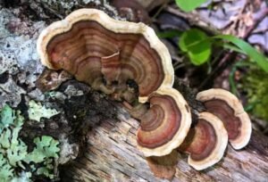 turkey tail a mushroom.