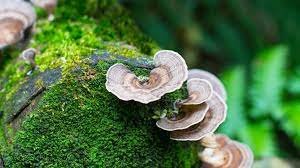 Turkey Tail Mushroom