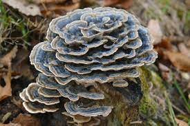 Turkey Tail Mushroom Real look