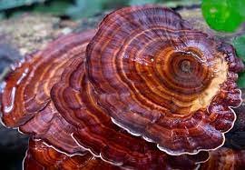 Turkey Tail Mushroom Real look