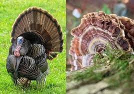 The turkey tail mushroom looks like the tail of a turkey bird.