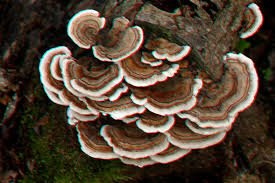 Turkey Tail Mushroom Real look