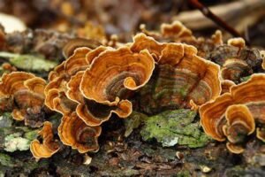 turkey tail mushroom