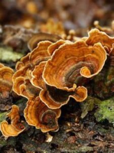 turkey tail mushroom