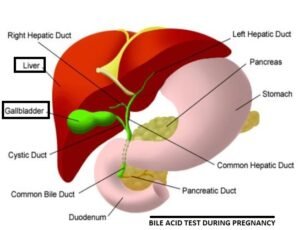 Bile Acid Test During Pregnancy