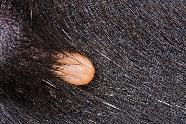 1st Case of Death Due to Powassan Virus Has Been Reported in Maryland 5 tick parasite