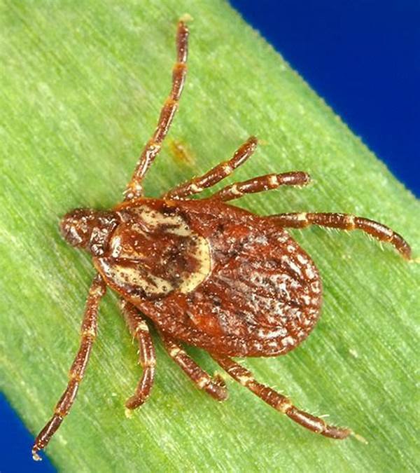 1st Case of Death Due to Powassan Virus Has Been Reported in Maryland 4 tick parasite