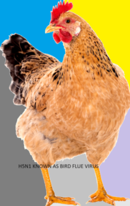 H5N1-AS Bird Flue Virus