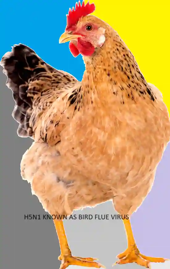 H5N1 virus a pandemic or 1 enigma 2 H5N1-AS Bird Flue Virus