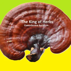Ganoderma Lucidum the King of Herbs