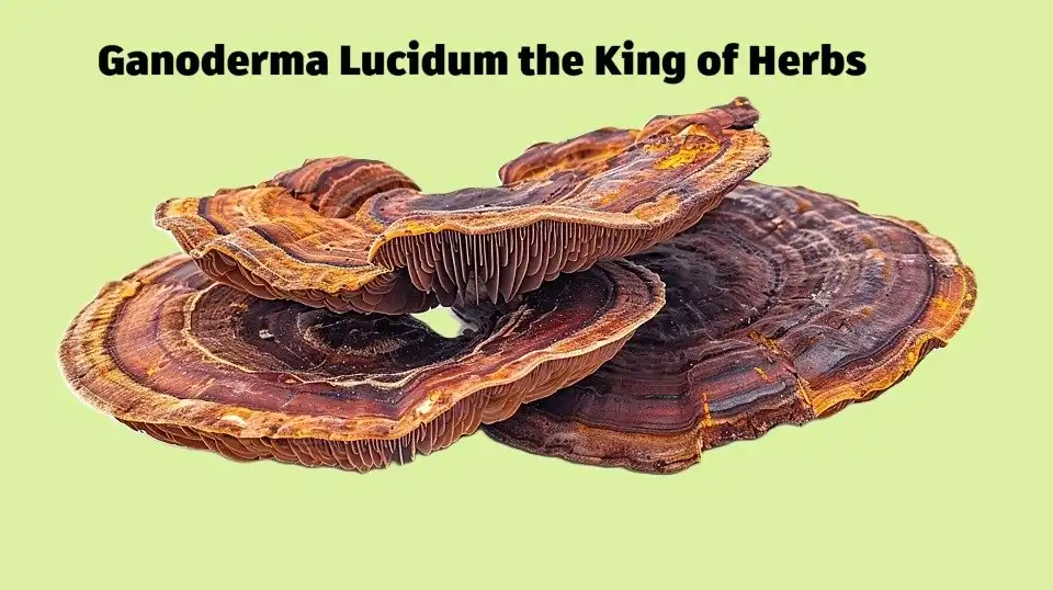 01 Ganoderma Lucidum- The King of Herbs and Its Scientific Wonders 1 Ganoderma-Lucidum-the-King-of-Herbs-in-a-green-background